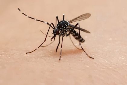 Armadílhas contra o mosquito da dengue em Bagé: inovação na vigilância em saúde reforça prevenção no Rio Grande do Sul