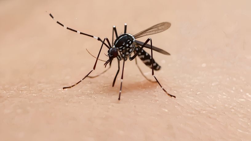 Armadílhas contra o mosquito da dengue em Bagé: inovação na vigilância em saúde reforça prevenção no Rio Grande do Sul