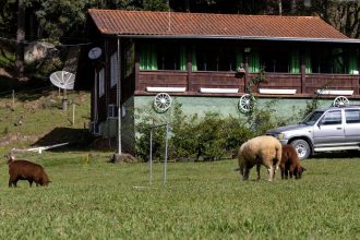 Ovelhas pastam diante de uma casa rural e de um caminhão em Urubici, em Santa Catarina.