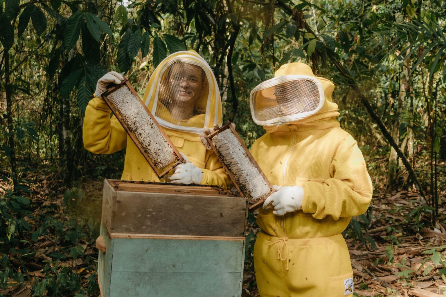Dois apicultores usando roupas de proteção examinam quadros de uma colmeia em uma área verde ao ar livre.